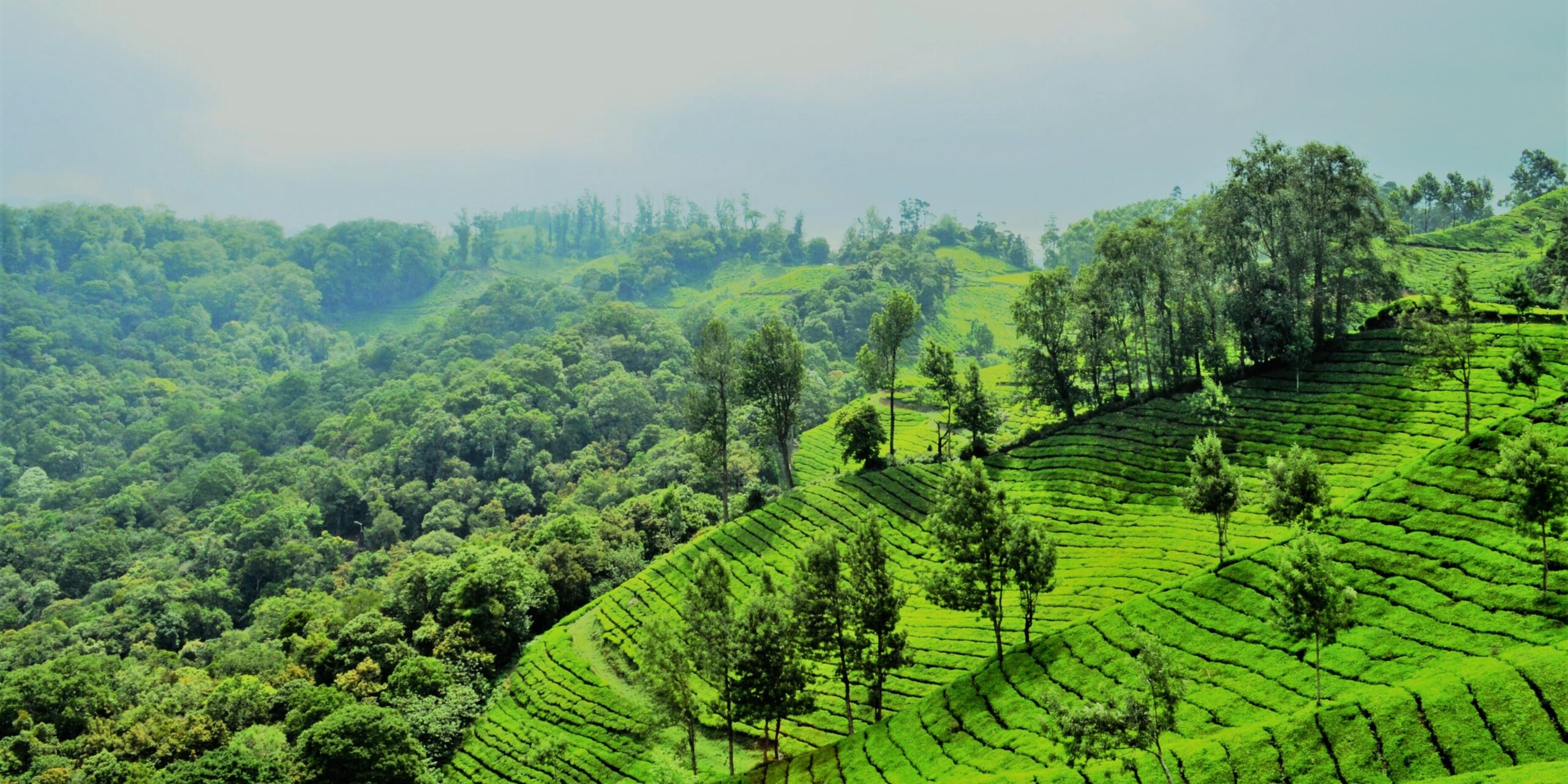 Les plantations de thé du Munnar, à voir au Kerala