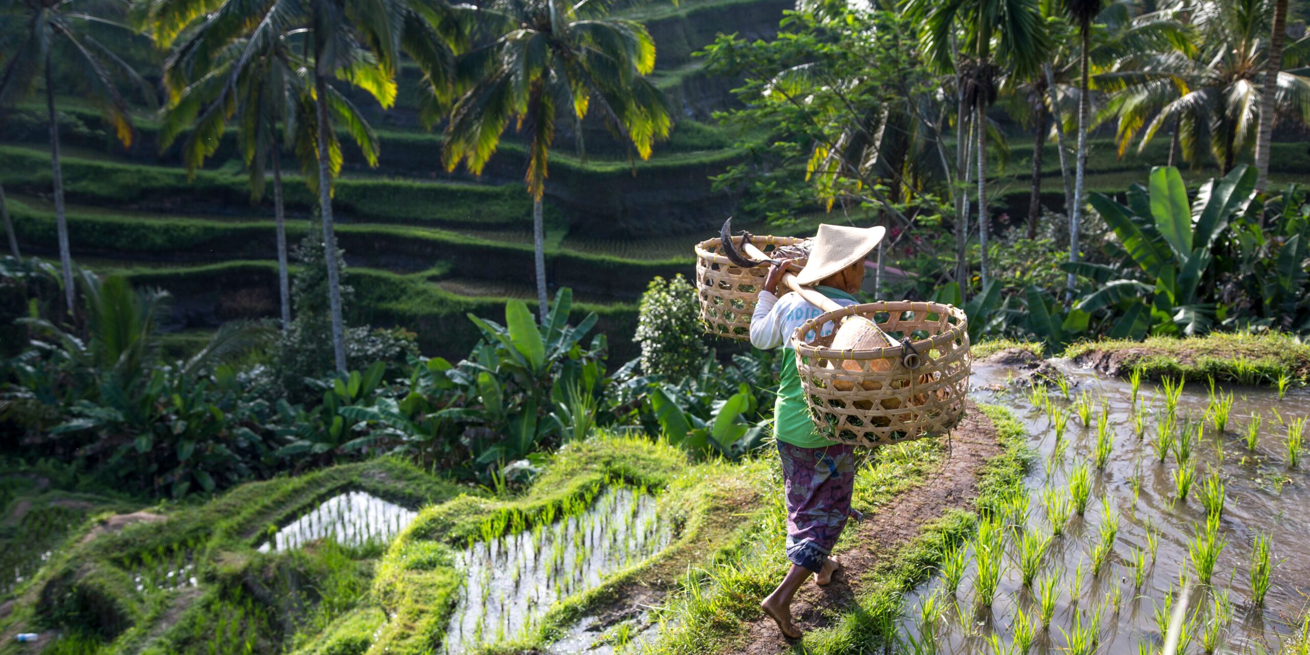 Le travail dans la rizière à faire à Ubud, sur l'île de Bali